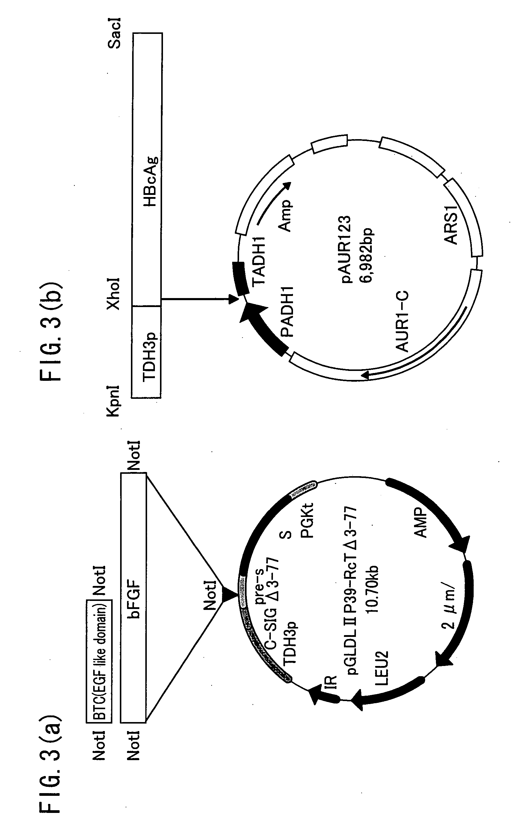 Hollow nanoparticles of protein and drug using the same