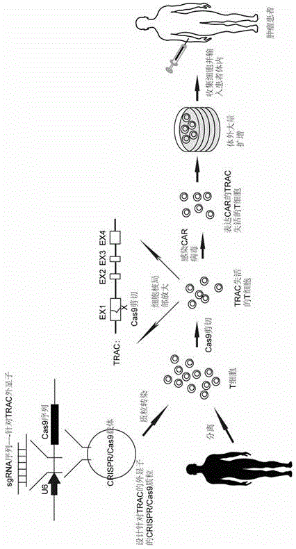 Chimeric antigen receptor T cell capable of conducting allograft and preparation method