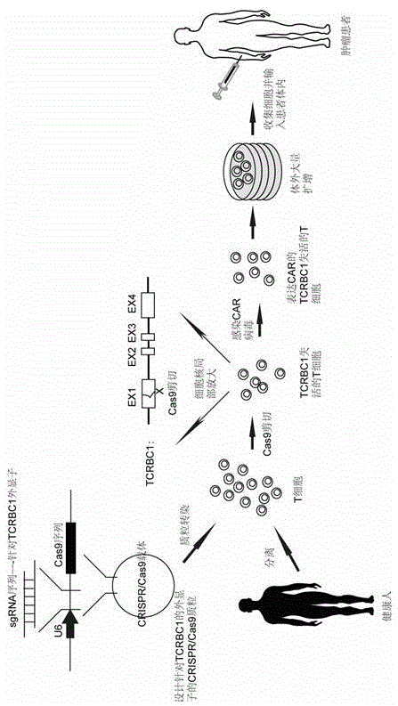 Chimeric antigen receptor T cell capable of conducting allograft and preparation method