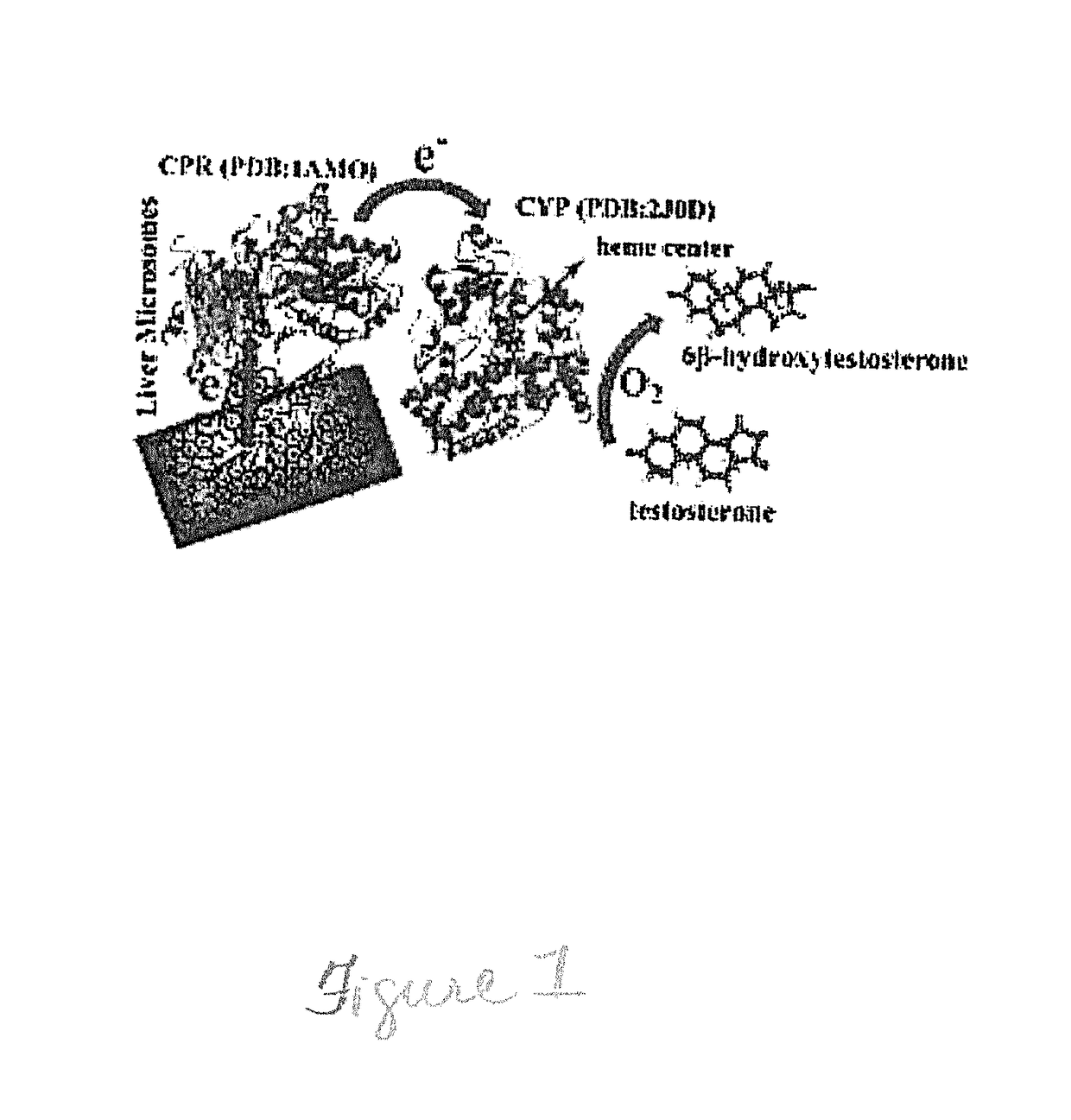 Microsomal bioreactor for synthesis of drug metabolites