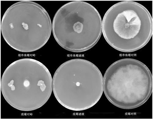 Pseudomonas aeruginosa strain capable of simultaneously controlling tobacco black shank and root black rot and having growth promoting effect and application thereof