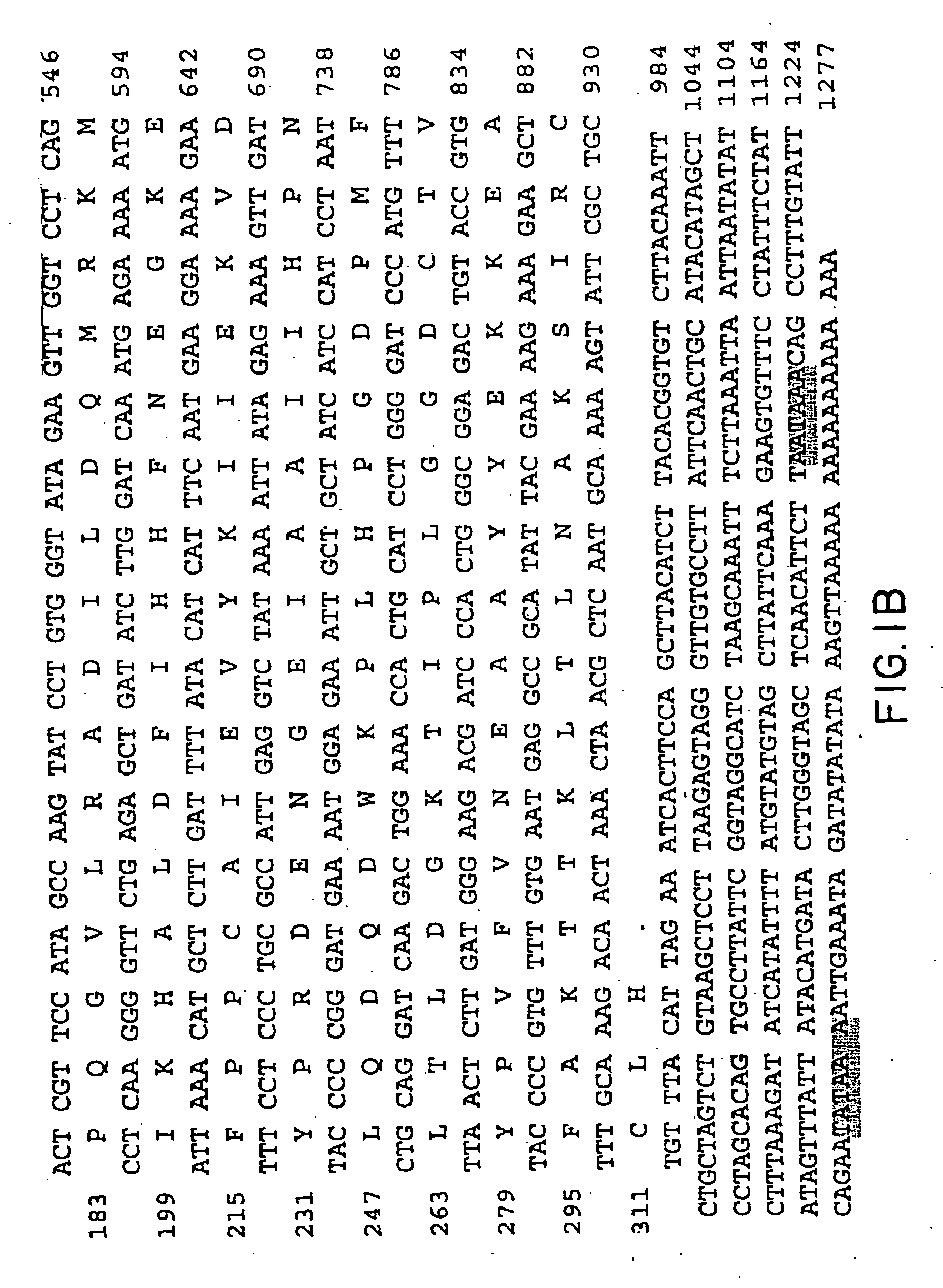 Aspartoacylase gene, protein, and methods of screening for mutations associated with canavan disease