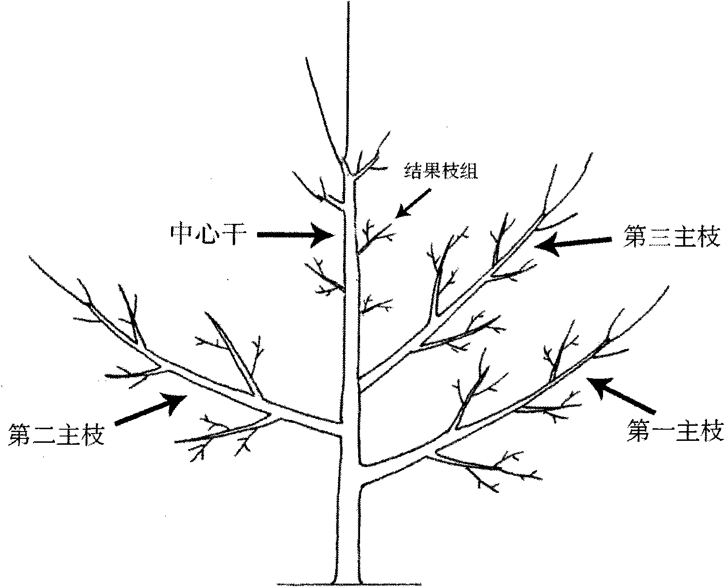 3+1 tree form of pear tree and shaping method thereof
