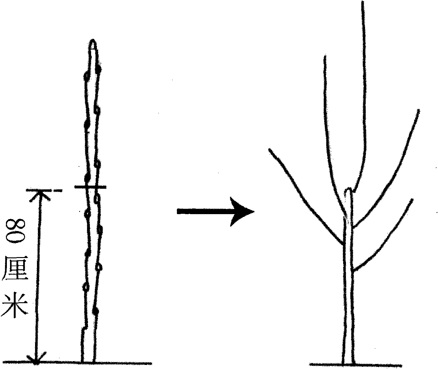 3+1 tree form of pear tree and shaping method thereof