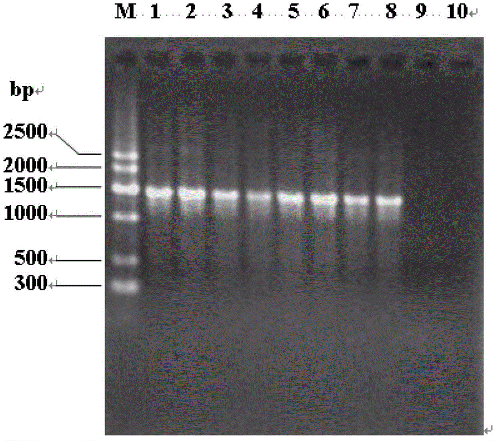 Lactic acid bacterium used for fermenting cereal and applications thereof