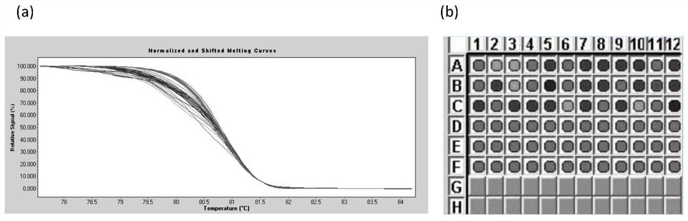 A SNP marker for identifying pear stone size based on high-resolution melting curves and its application