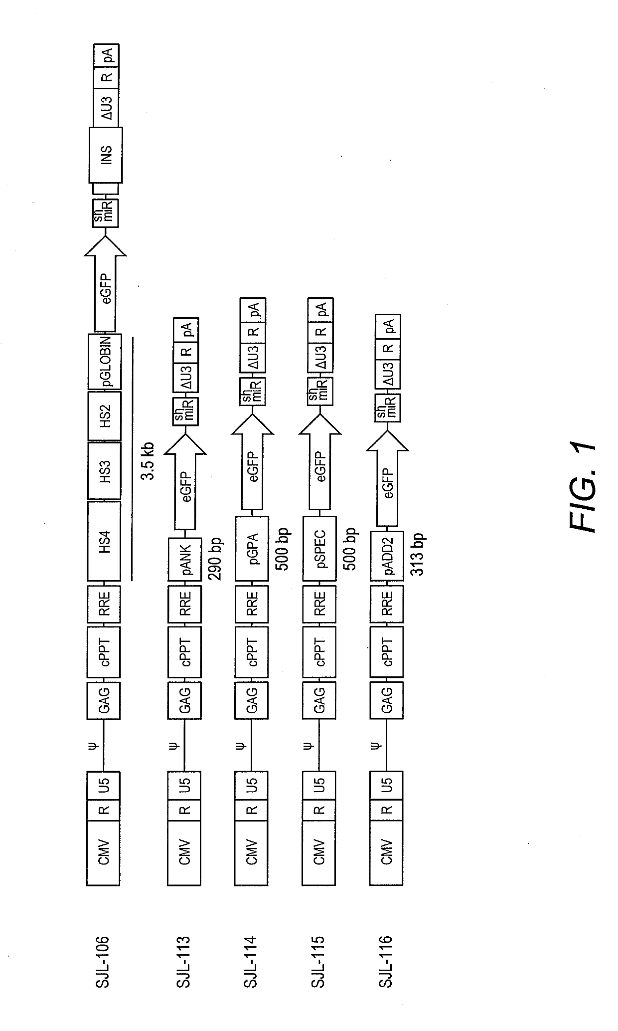 Erythroid-specific promoter and method of use thereof