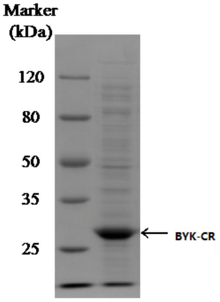 Alcohol dehydrogenase and uses thereof in synthesis of Duloxetine intermediate