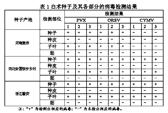 Method for producing virus-free atractylodes macrocephala koidz seedlings