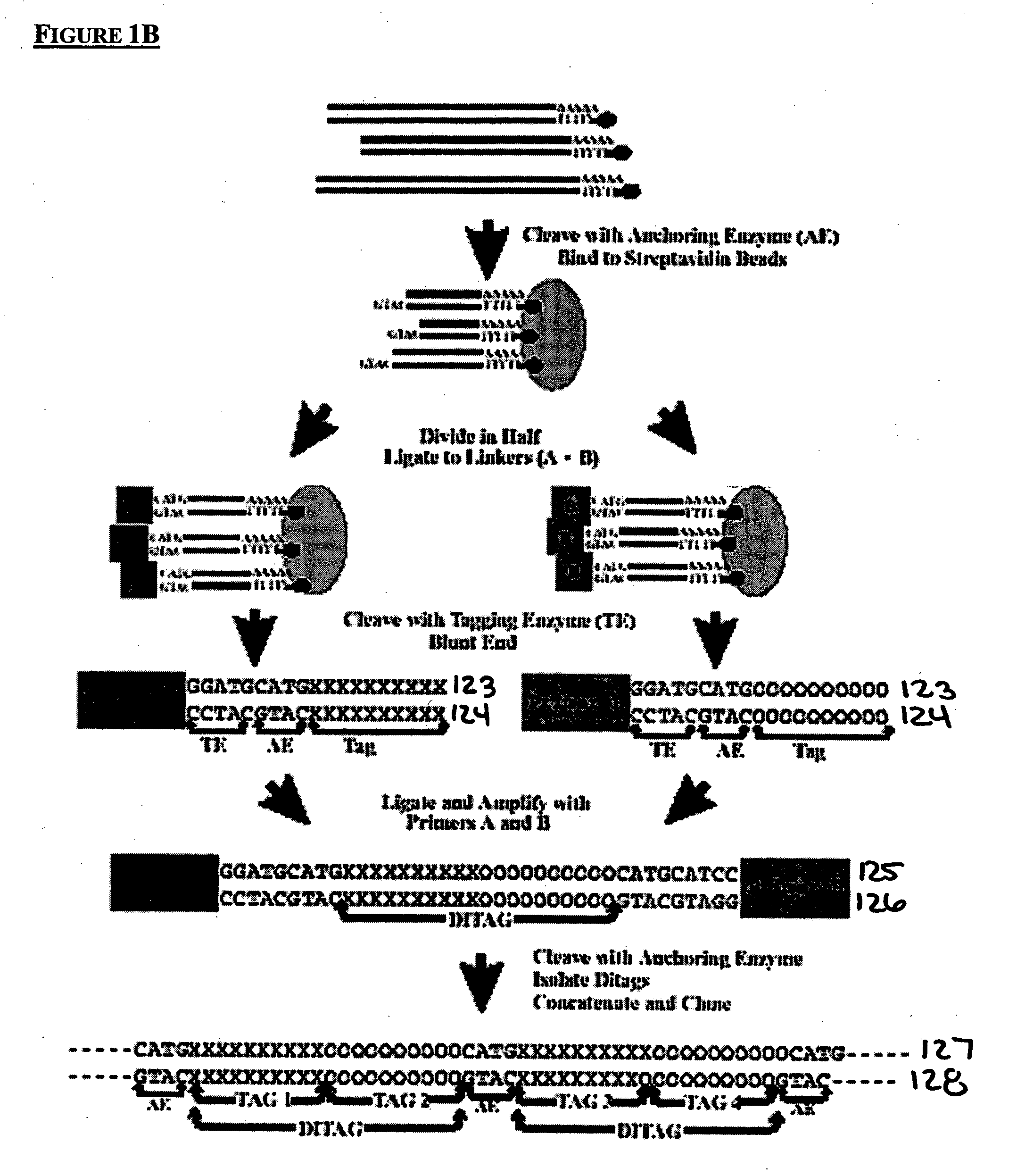 Method to generate or determine nucleic acid tags corresponding to the terminal ends of DNA molecules using sequences analysis of gene expression (terminal SAGE)