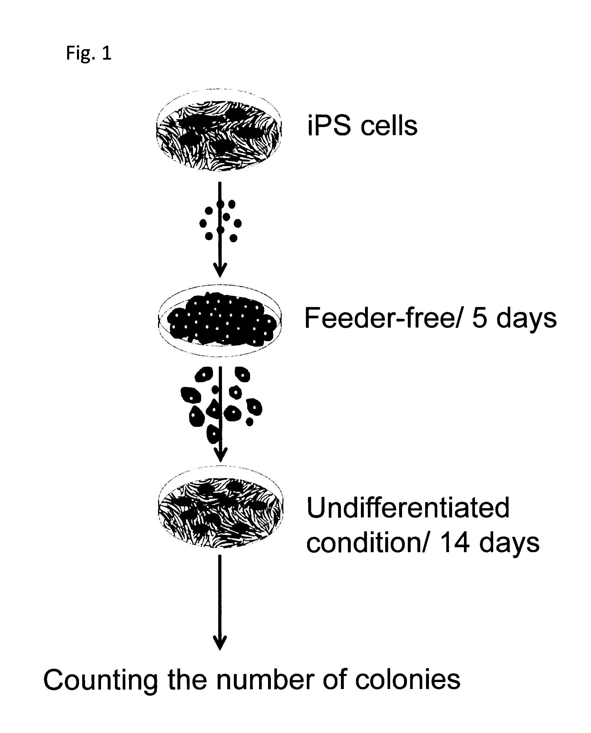 Method for selecting human induced pluripotent stem cells