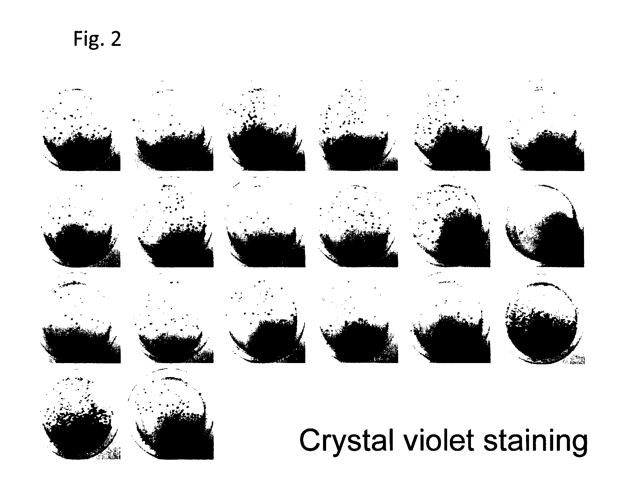 Method for selecting human induced pluripotent stem cells
