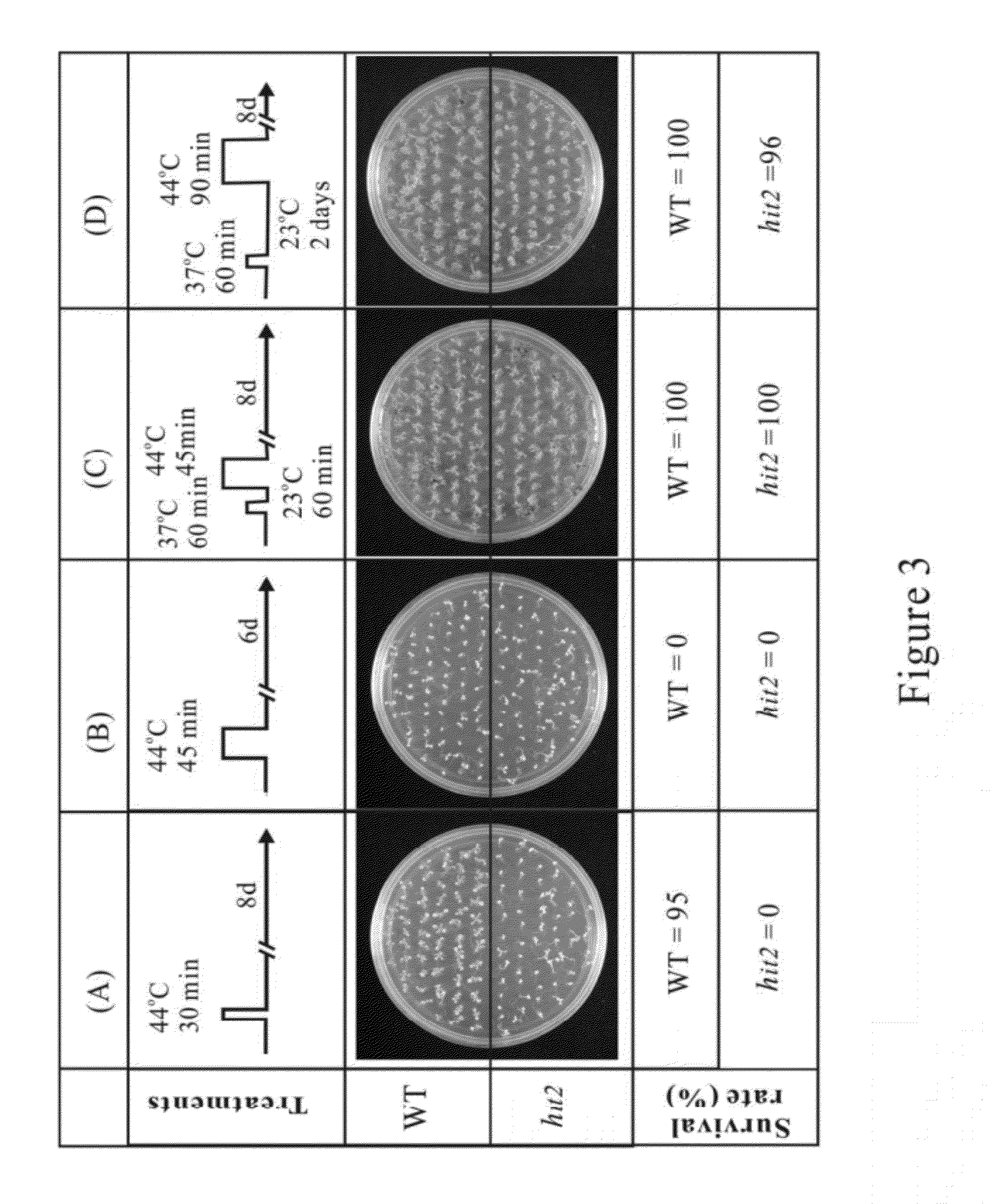 Method for enhancing thermotolerance of plant and genetic engineering applications thereof