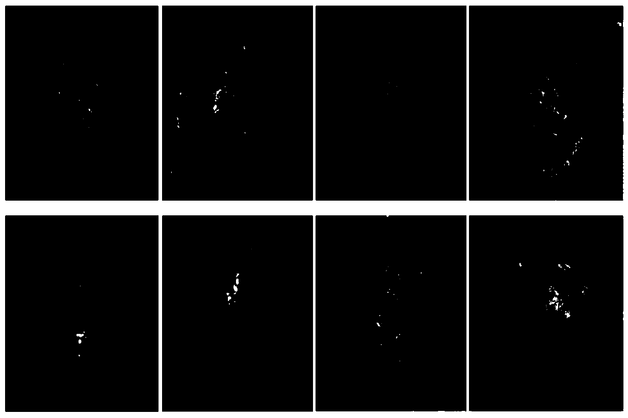 A kind of hydrogel with spleen extracellular matrix as raw material and preparation method thereof