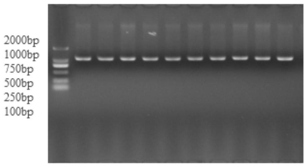 A molecular marker that affects chicken shin skin color and its application