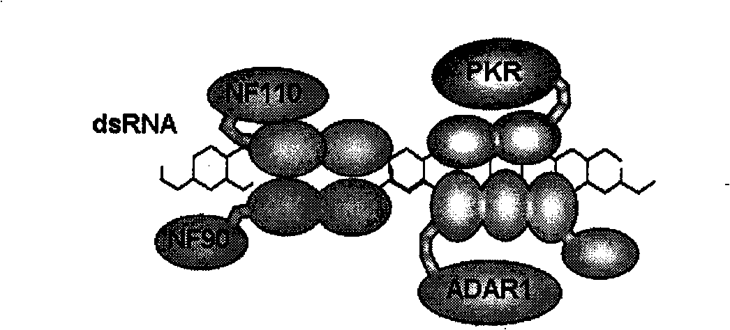 Specific double-strand RNA binding protein chimera and application thereof in virus infectious diseases