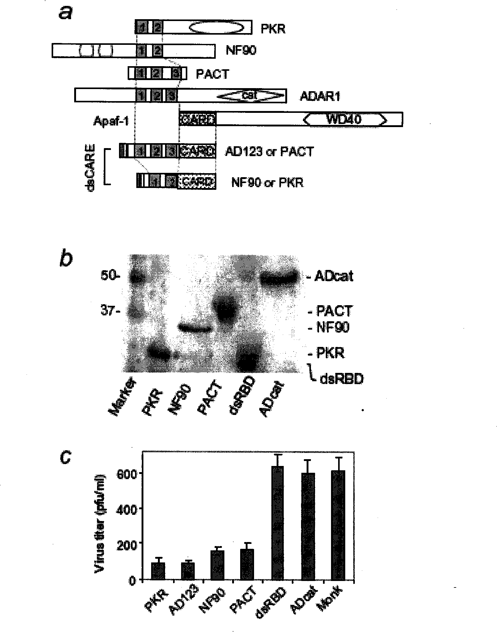 Specific double-strand RNA binding protein chimera and application thereof in virus infectious diseases