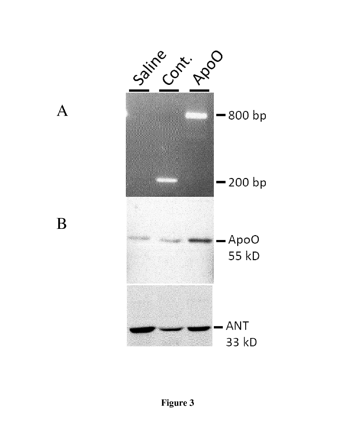 Apolipoprotein O and fragments thereof for inducing apoptosis in a cancerous cell