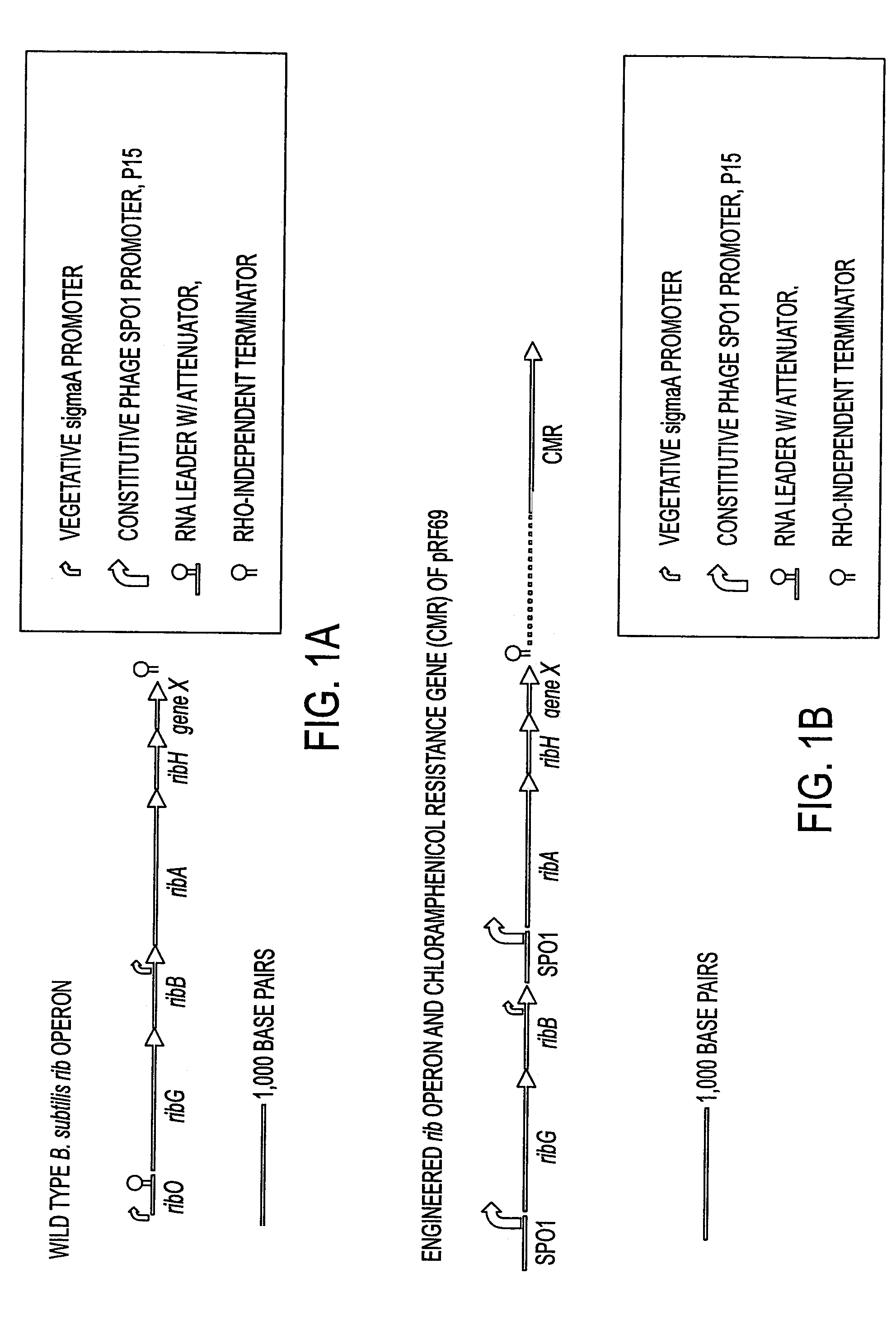 Process for producing a target fermentation product