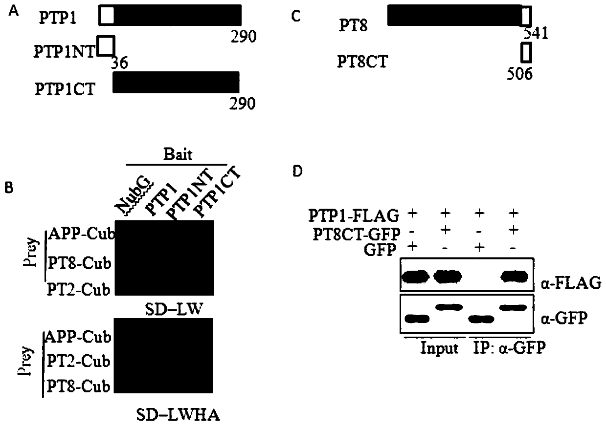 Application of OsPTP1 in efficient plant phosphorus breeding