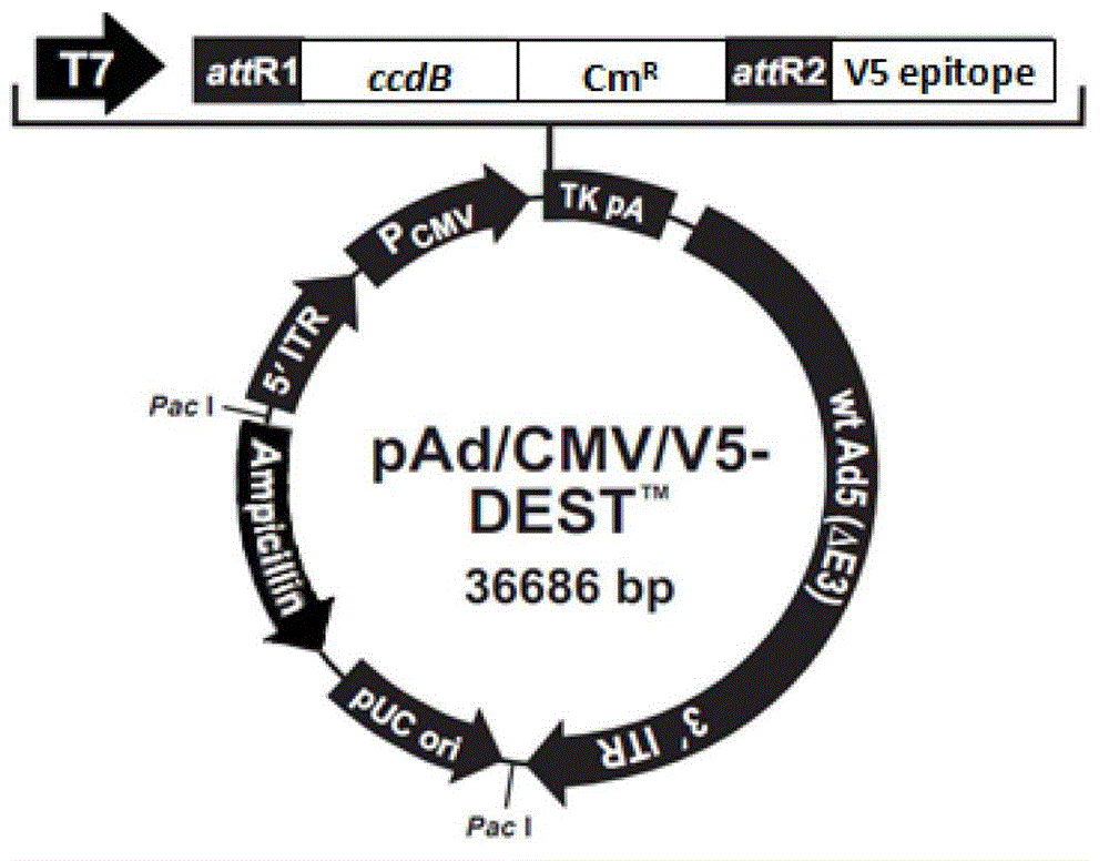 Preparation and application of an improved adenovirus vector system and its virus particles