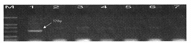 Special primer for identifying which variety of Glu-A3 protein subunit is carried in wheat as well as application thereof