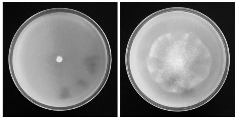 Application of linalool in prevention and control of plant soil-borne diseases