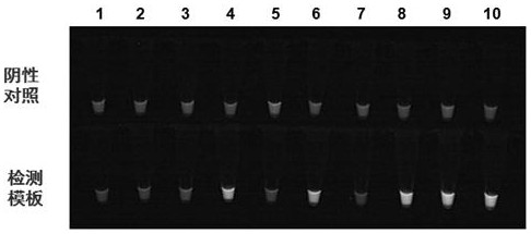 Kit and a detection method for high-throughput detection of intestinal protozoa based on honeycomb chip