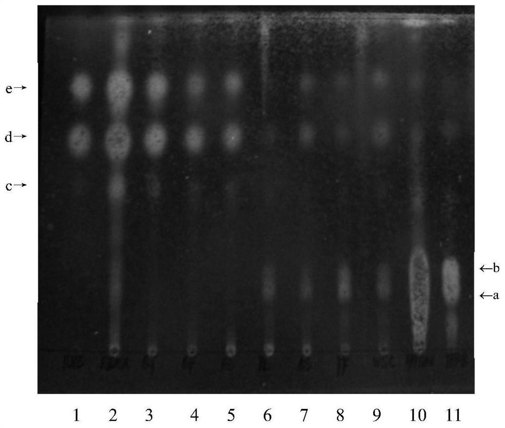 A method for distinguishing fermented dannanxing processed from pig bile and mixed steamed dannanxing