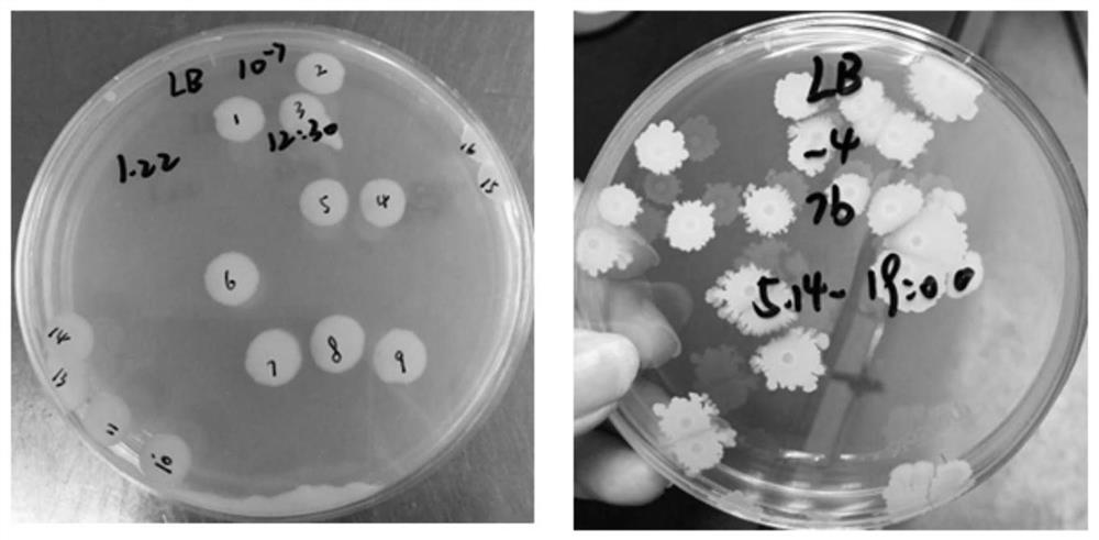 A strain of Bacillus subtilis isolated from bee food and its application