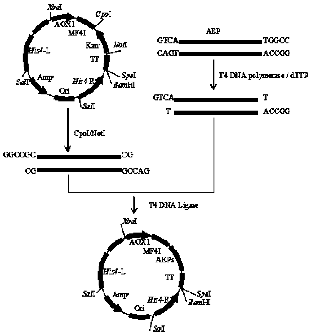 Expression method of AEP cyclase in pichia pastoris and application thereof