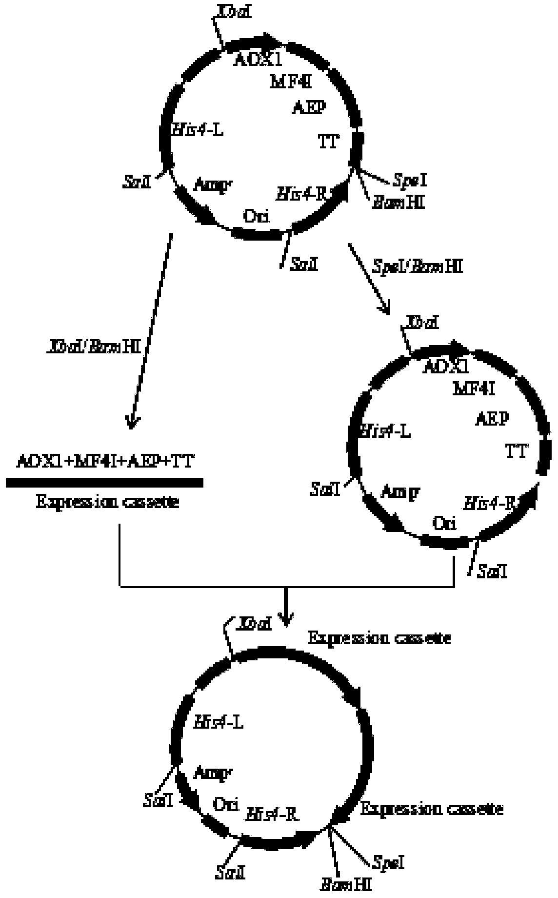 Expression method of AEP cyclase in pichia pastoris and application thereof