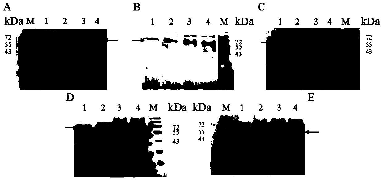 Expression method of AEP cyclase in pichia pastoris and application thereof