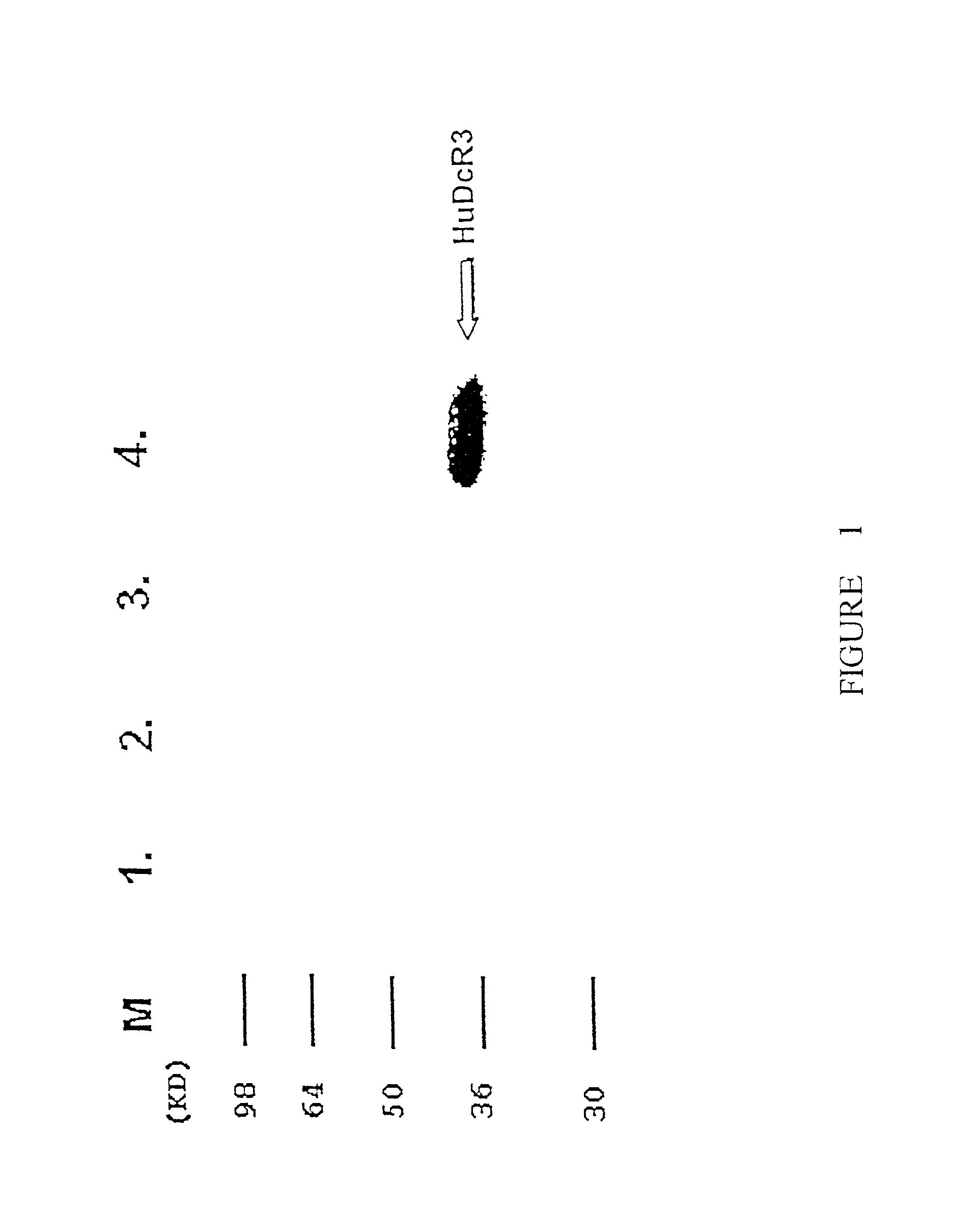 Monoclonal antibodies for the detection of decoy receptor 3, hybridomas producing said antibodies and uses thereof