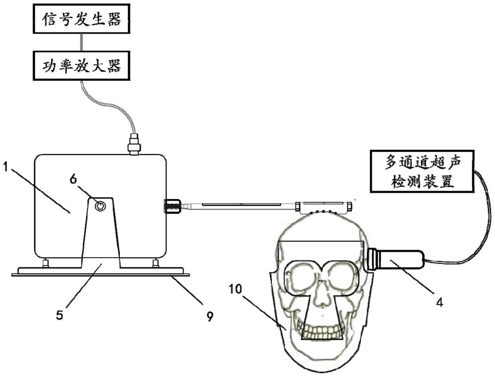 Transcranial shear wave brain tissue viscoelasticity imaging device