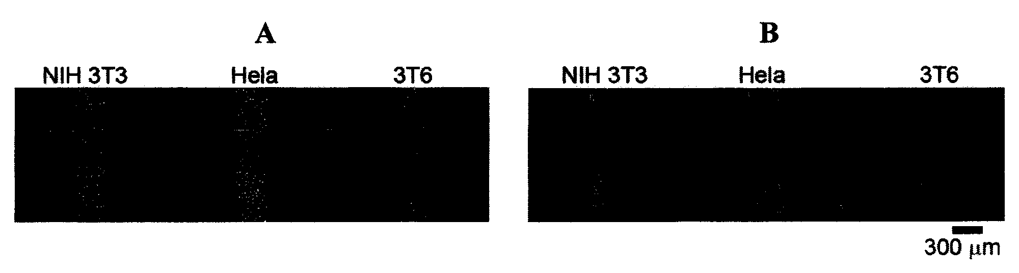 Device for controlling the interaction of different kinds of cells, its preparation method and use