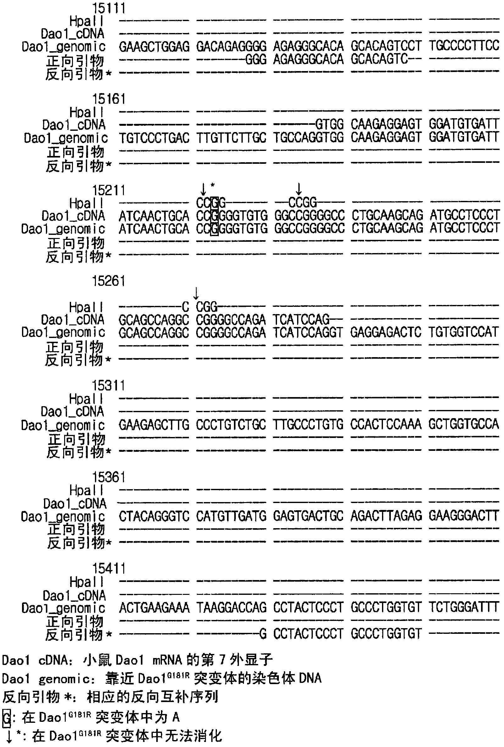 Evaluation/screening method for diseases associated with D-amino acid utilizing Dao1-/-mouse