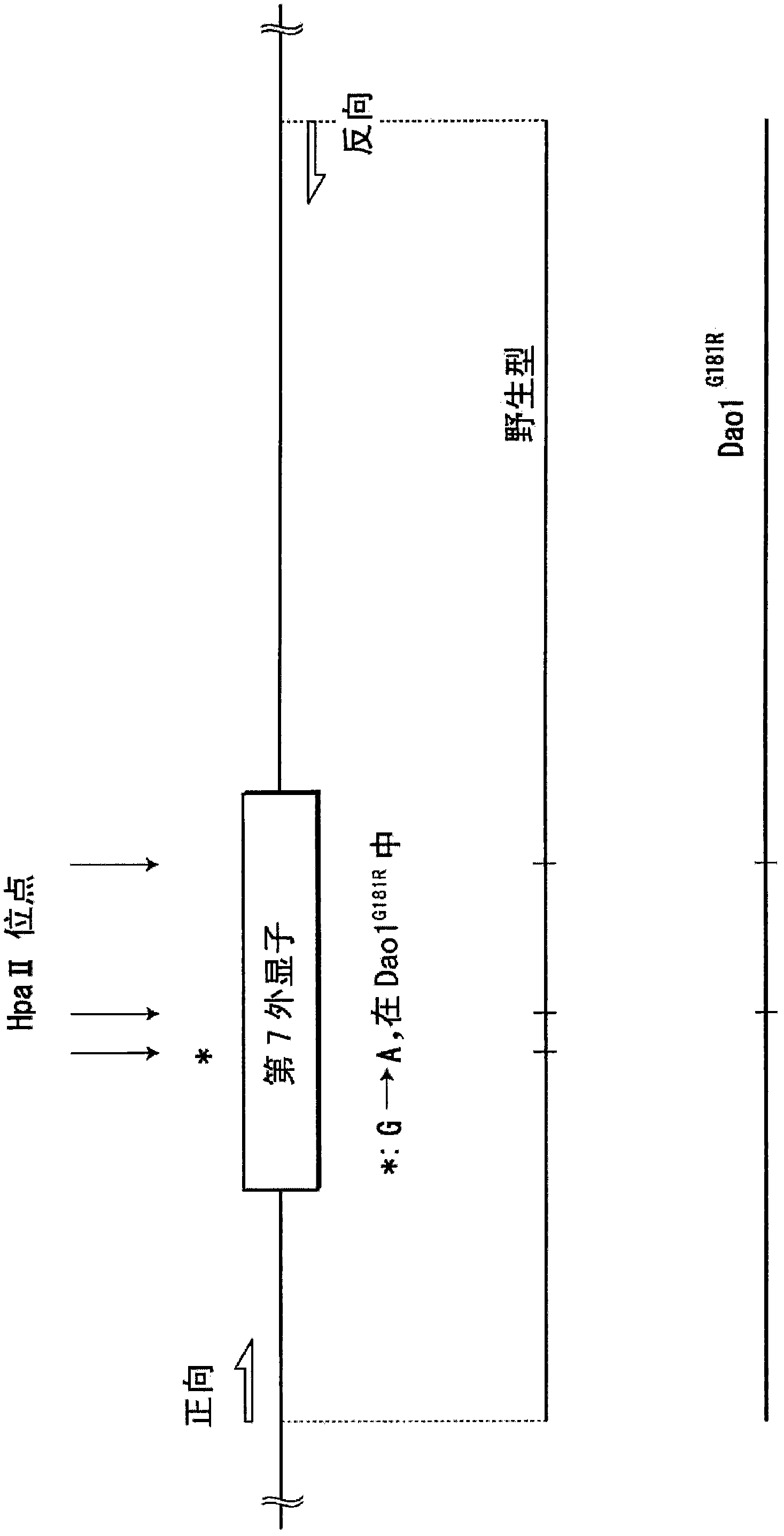 Evaluation/screening method for diseases associated with D-amino acid utilizing Dao1-/-mouse