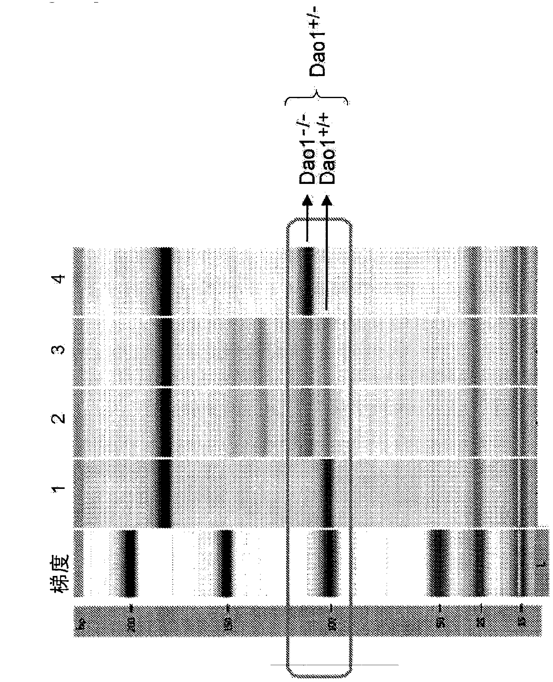 Evaluation/screening method for diseases associated with D-amino acid utilizing Dao1-/-mouse