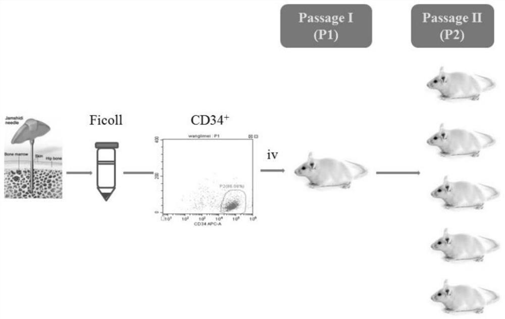 PDX model establishing method for granulocyte tumors
