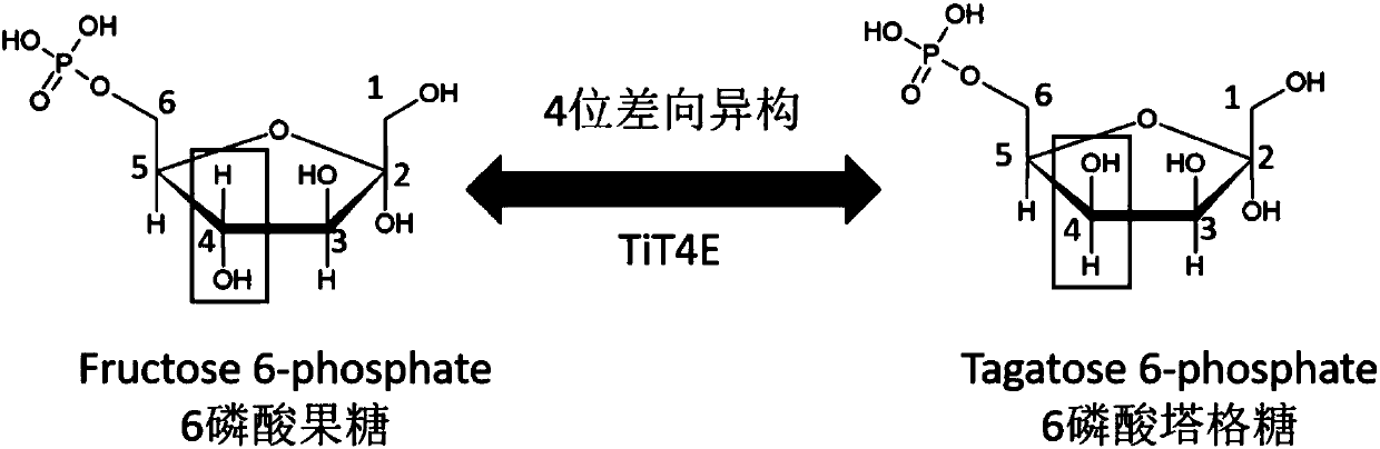 Novel tagatose 6-phosphate 4-locus epimerase and application thereof