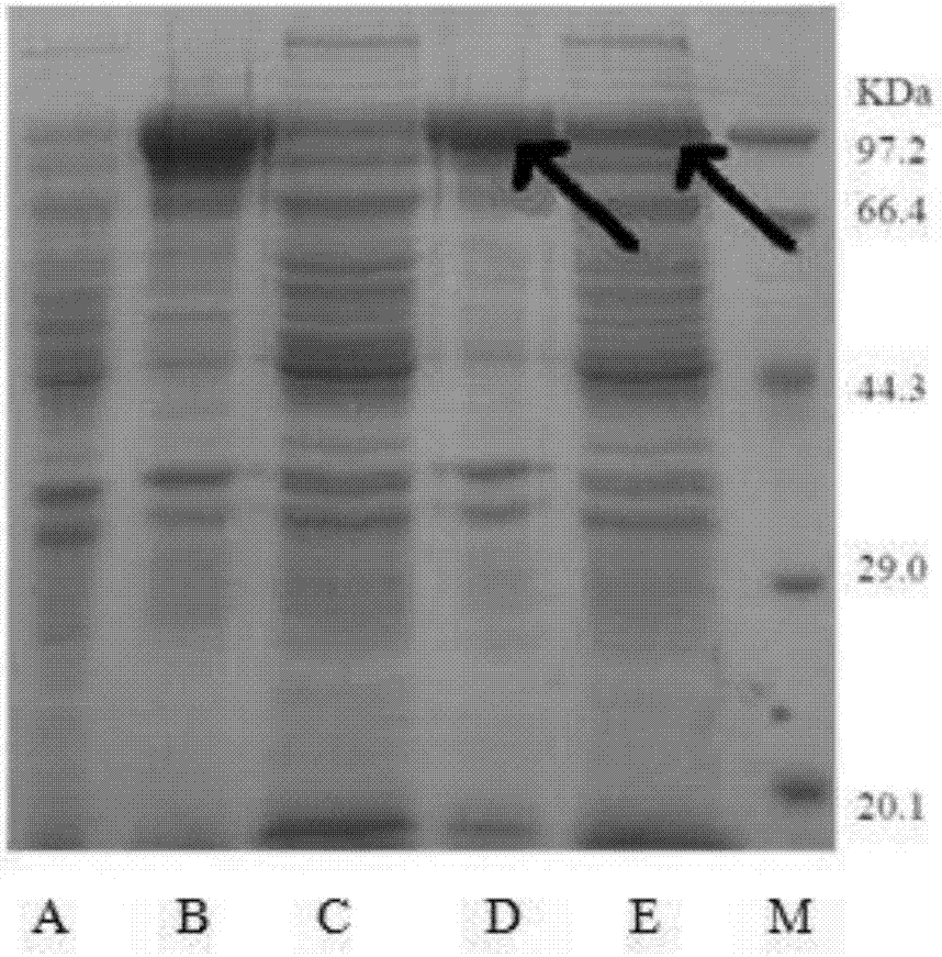 Cape jasmine lycoypene beta-cyclase b2 gene, protein encoded by same, gene optimized by same and application thereof