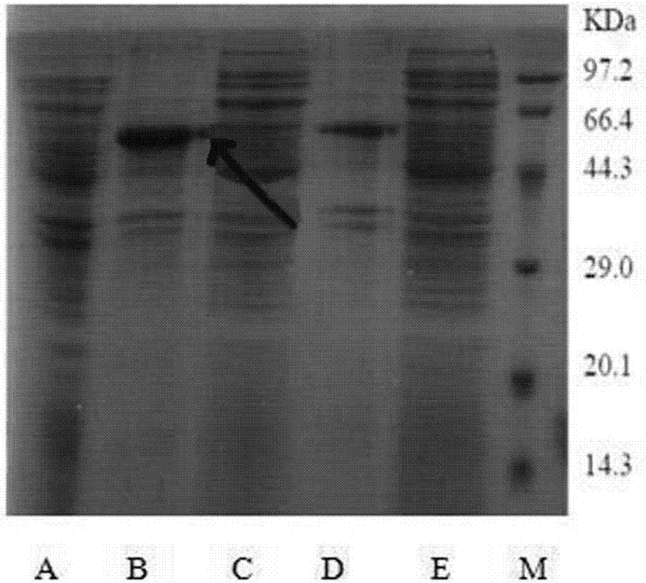 Cape jasmine lycoypene beta-cyclase b2 gene, protein encoded by same, gene optimized by same and application thereof