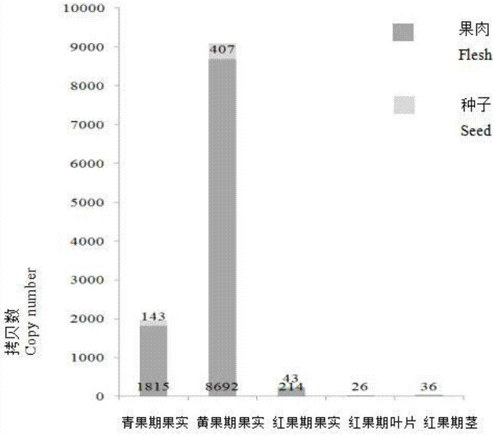 Cape jasmine lycoypene beta-cyclase b2 gene, protein encoded by same, gene optimized by same and application thereof