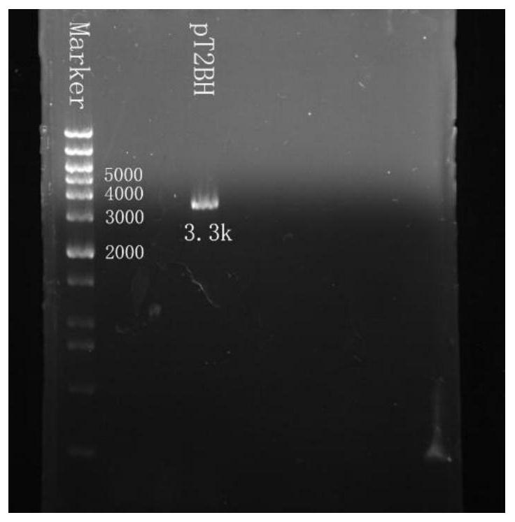 CRISPR/Cas9 gene vector as well as preparation method and application thereof