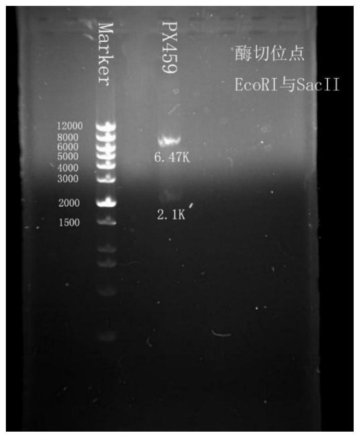 CRISPR/Cas9 gene vector as well as preparation method and application thereof