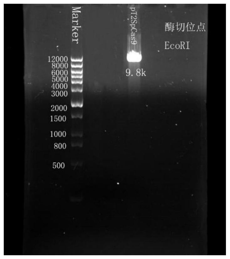 CRISPR/Cas9 gene vector as well as preparation method and application thereof