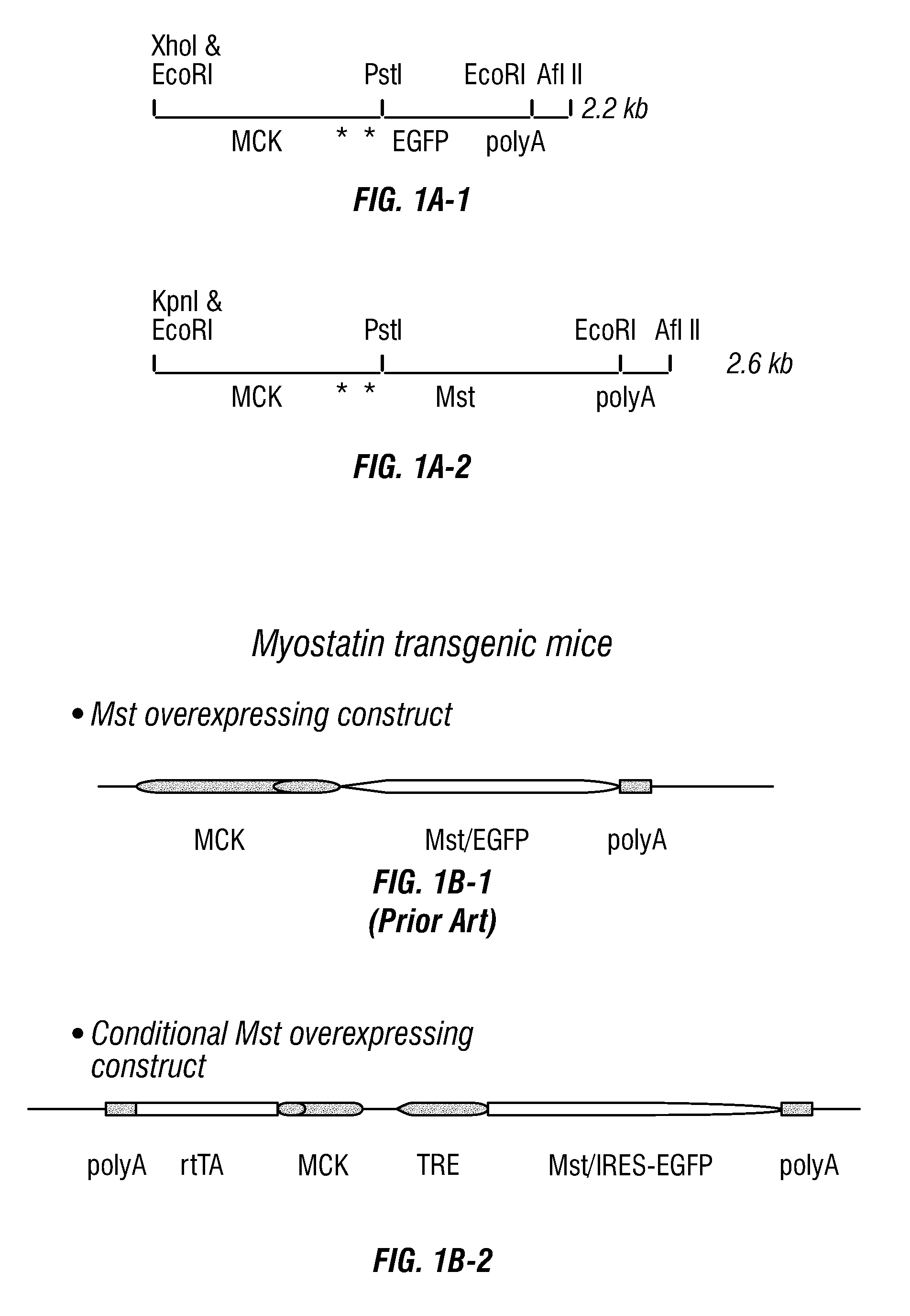 Conditional Mst overexpressing construct and conditional myostatin overexpressing transgenic mouse