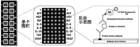 Antibody chip for adopting in early screening and diagnosis of liver cancer, and kit thereof