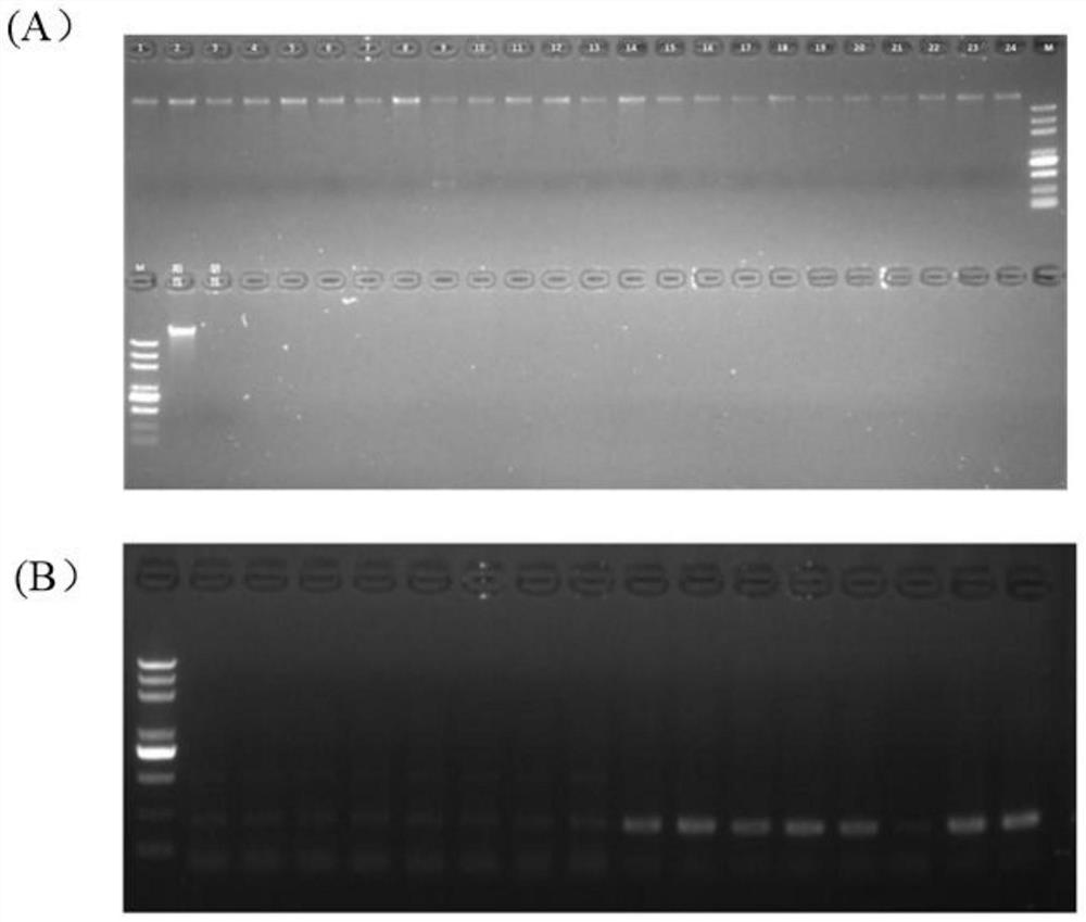 EST-SSR (expressed sequence tag-simple sequence repeat) molecular marker, kit and identification method for identifying mesona chinensis variety